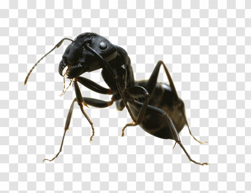 Carpenter Ant Insect Black Garden Pest Control Transparent PNG
