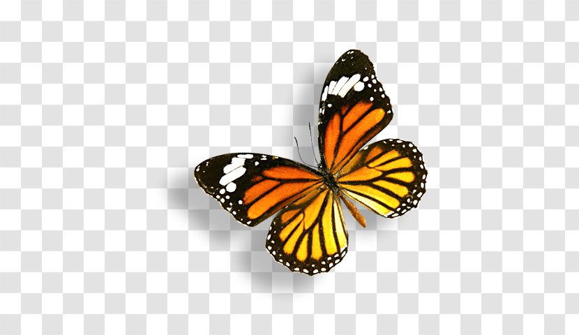 Monarch Butterfly - Pieridae Transparent PNG