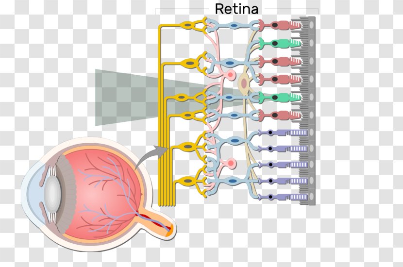 Bipolar Neuron Retina Cell Retinal Ganglion - Flower - Eye Transparent PNG