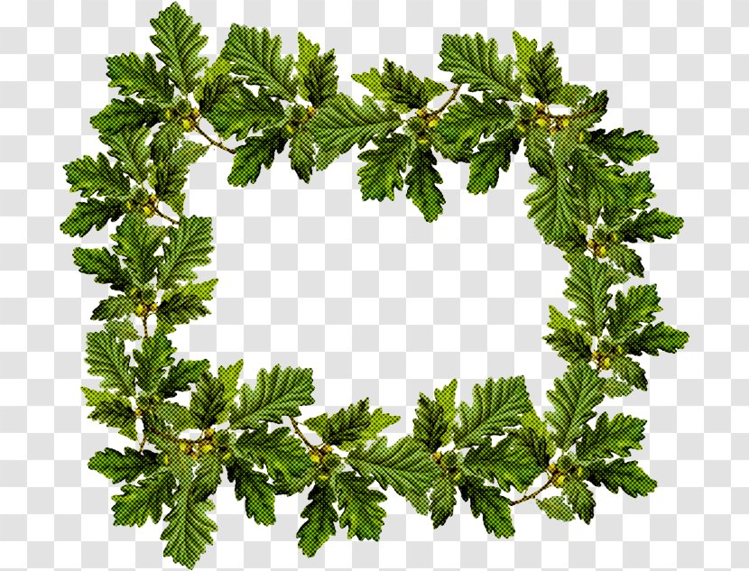 Family Tree Background - Sessile Oak - Vascular Plant Ivy Transparent PNG