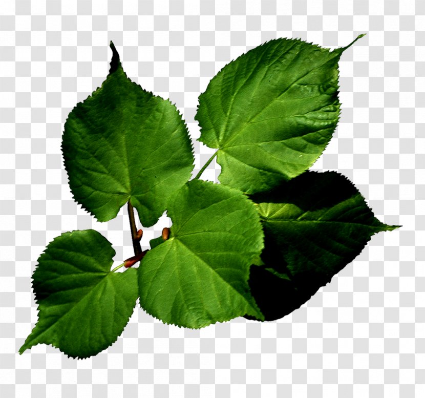 Leaf Green IVysílání Flower - Ivy Transparent PNG