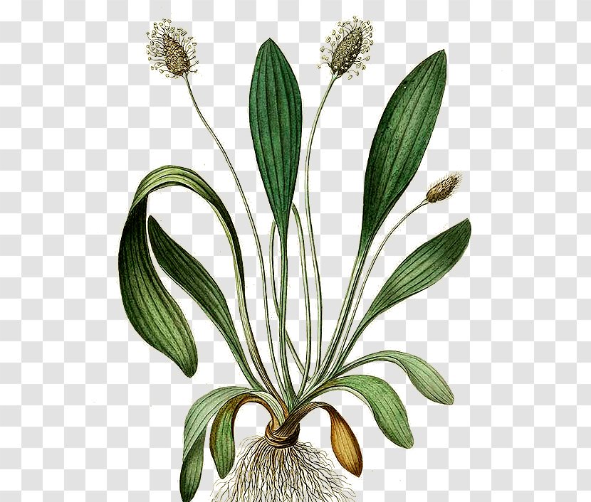 Ribwort Plantain Broadleaf Botany Heilende Kräuter Für Tiere : Pflanzliche Hausmittel Heim- Und Nutztiere - Rosette - Plant Transparent PNG