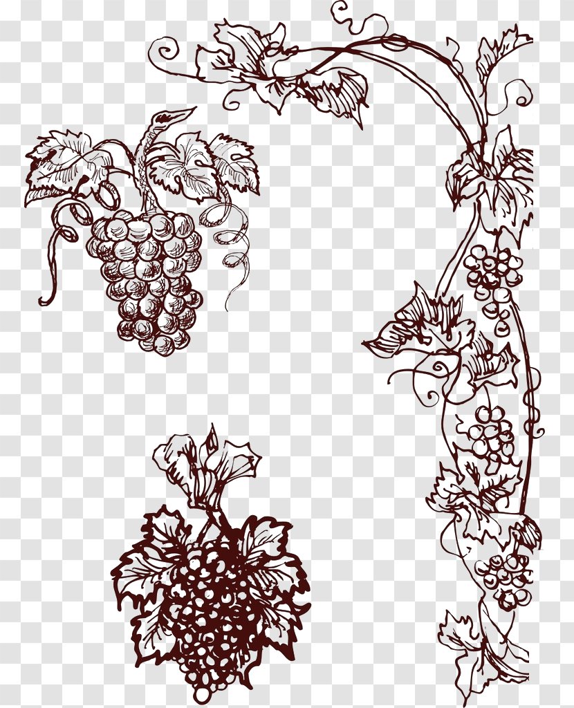 Common Grape Vine Wine - Flora - Hand-painted Grapes Transparent PNG