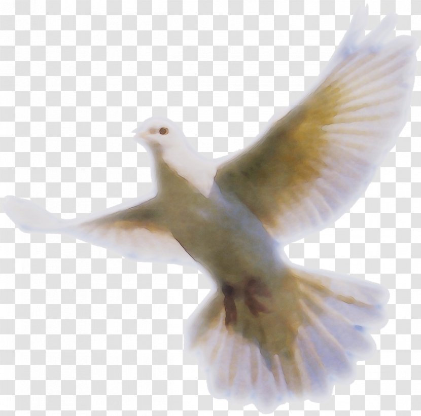 Jesus - Flight - Songbird Transparent PNG