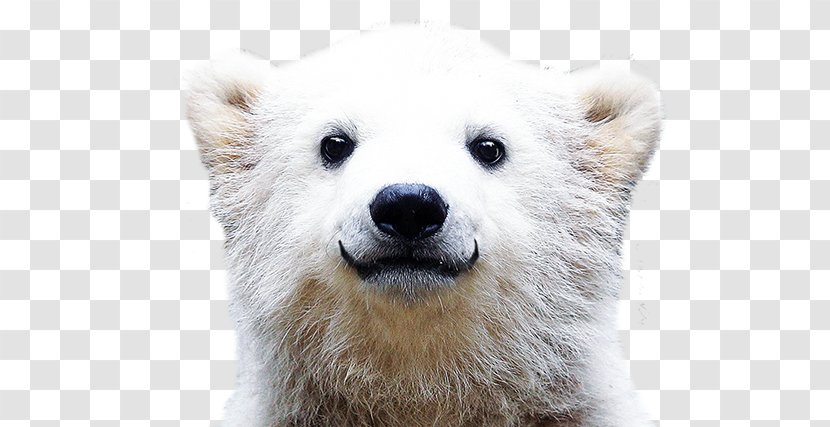 Polar Bear Desktop Wallpaper Theme - Snout Transparent PNG