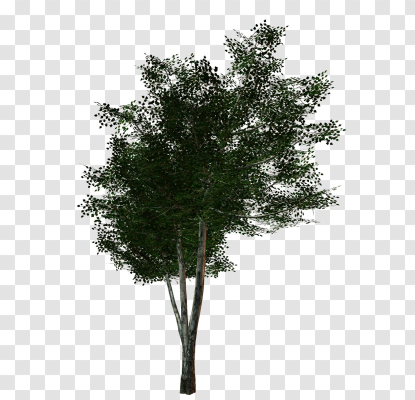 Tree - Woody Plant - Twigs Transparent PNG