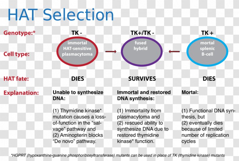 Thymidine Kinase HAT Medium Hybridoma Technology Cell Culture - Document - 模特 Transparent PNG