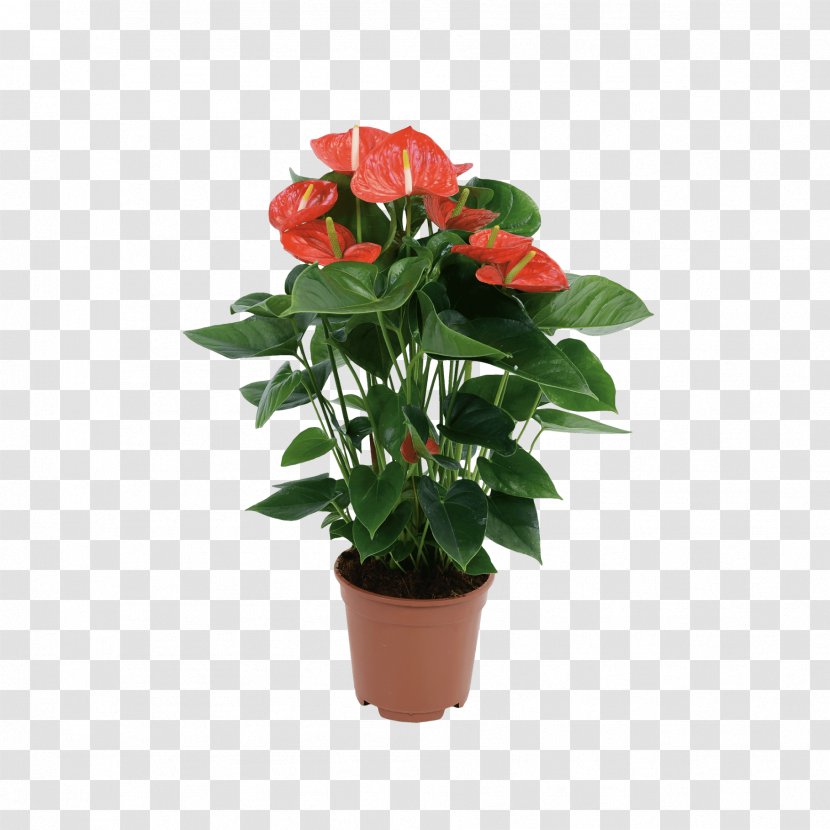 Garden Roses Houseplant Laceleaf Aldi Flowerpot - Shrub Transparent PNG