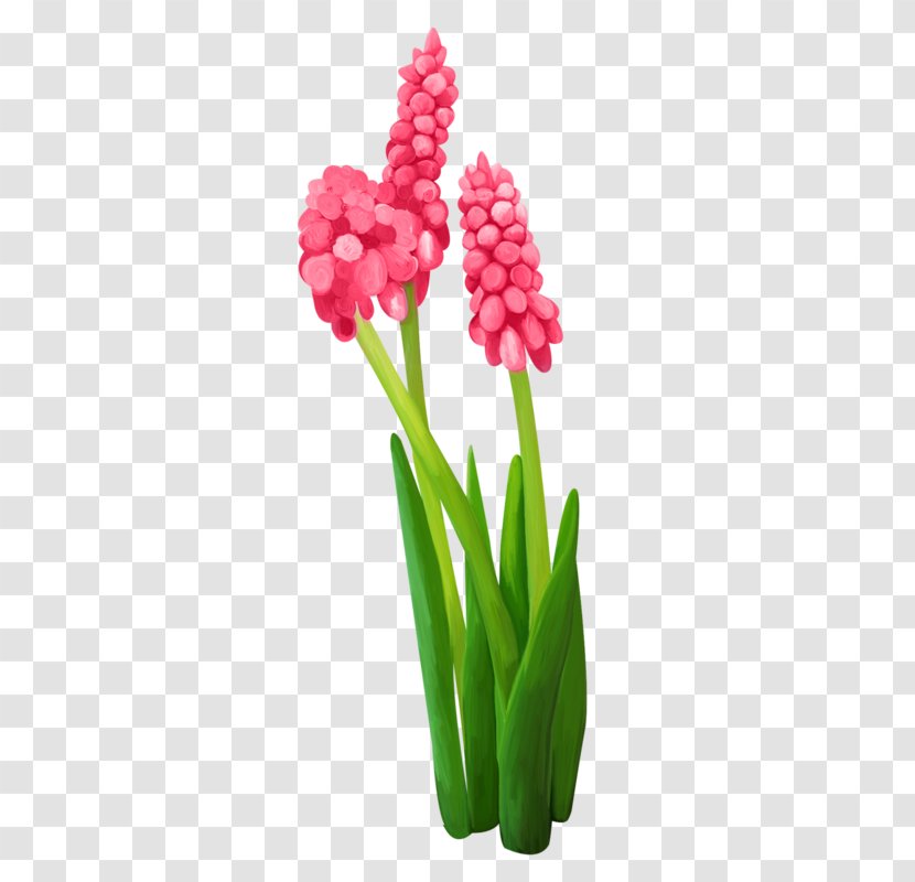 Clip Art Image Tulip Hyacinth - Daffodil Transparent PNG
