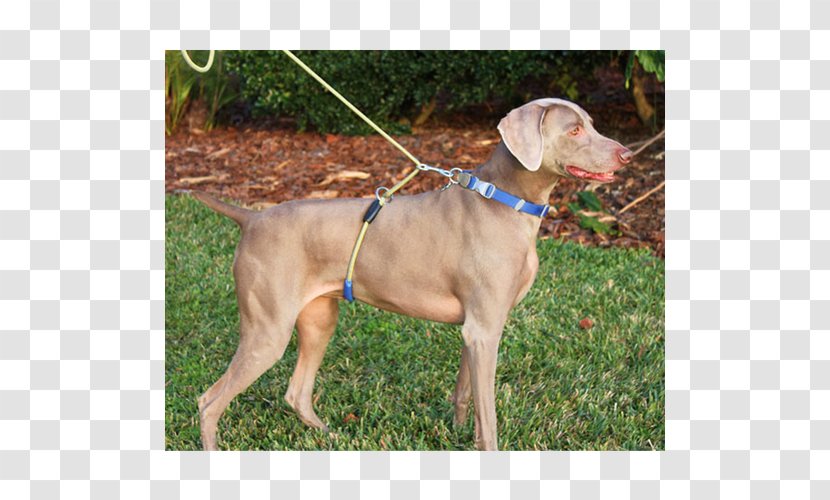 Weimaraner Dog Breed Leash Harness Collar - Walking - Walker Transparent PNG
