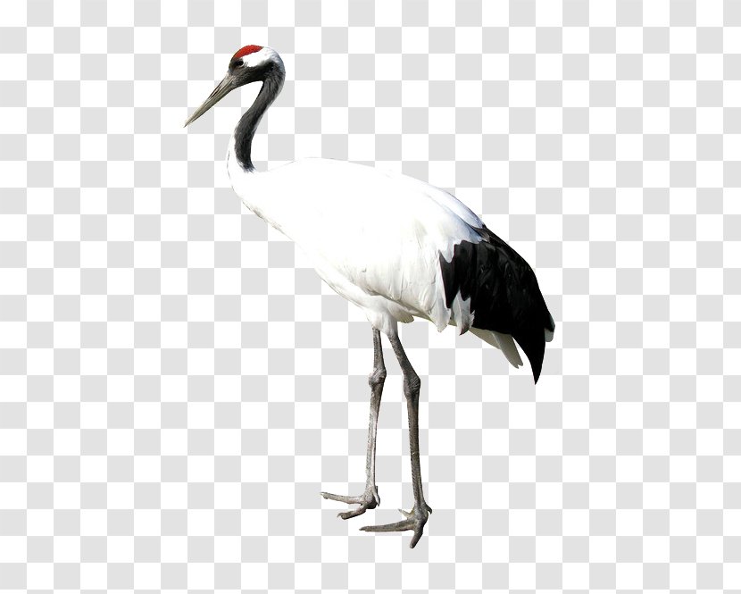 Red-crowned Crane Bird Heron - Redcrowned - White Transparent PNG