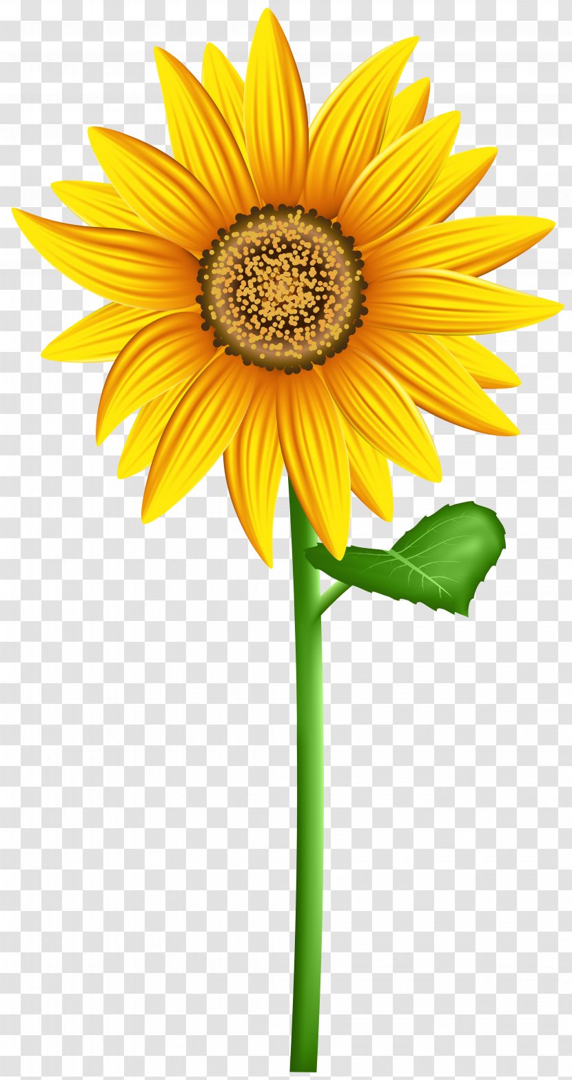 Clip Art Desktop Wallpaper Image - Plant - Orange Sunflower Transparent PNG