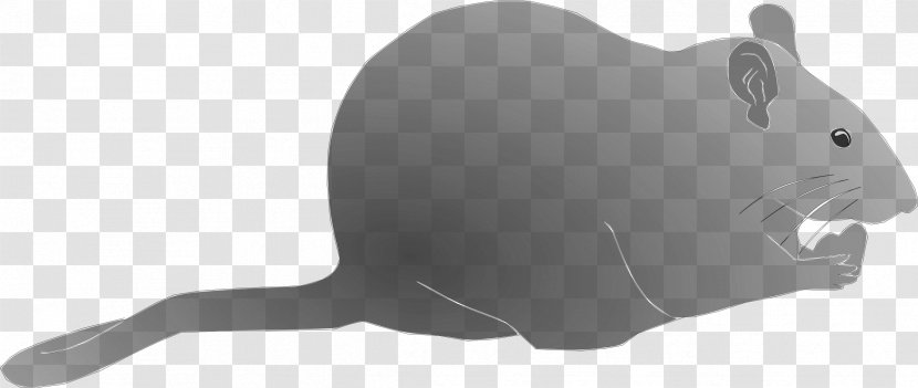 Rat Animal Technology Clip Art - Carnivora Transparent PNG
