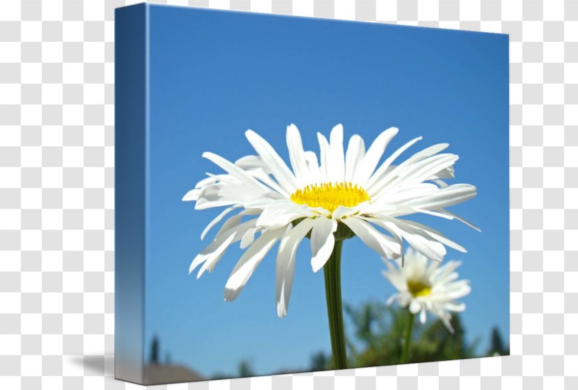 Common Daisy Fine Art Printmaking Floral Design - Chrysanths - Summer Posters Transparent PNG