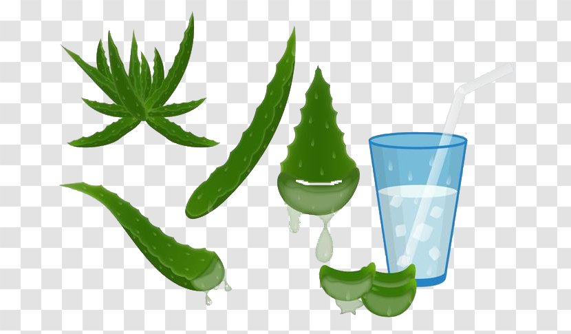 Aloe Vera Euclidean Vector Agave Deserti - Drinks Transparent PNG