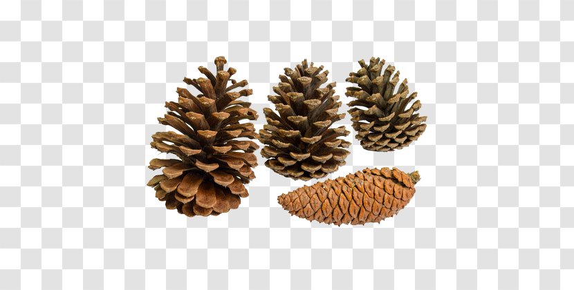 Pine Fir Conifer Cone Conifers - Pinus Massoniana - Tree Fruit Transparent PNG