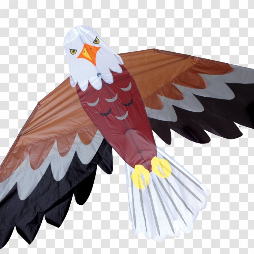Bald Eagle America's Favorite Backyard Birds Kite - Accipitriformes Transparent PNG