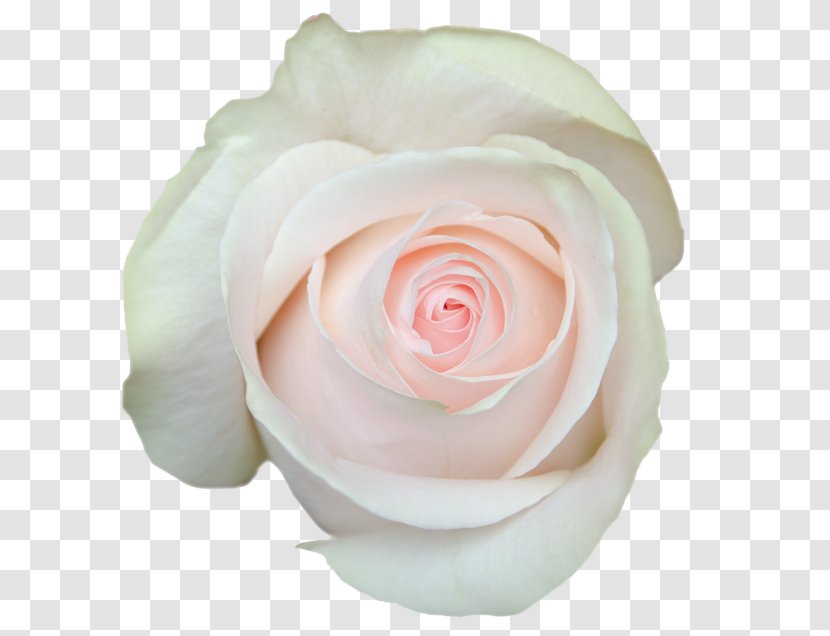 Garden Roses Cabbage Rose Floribunda Cut Flowers Petal - Plant - Aubade Transparent PNG