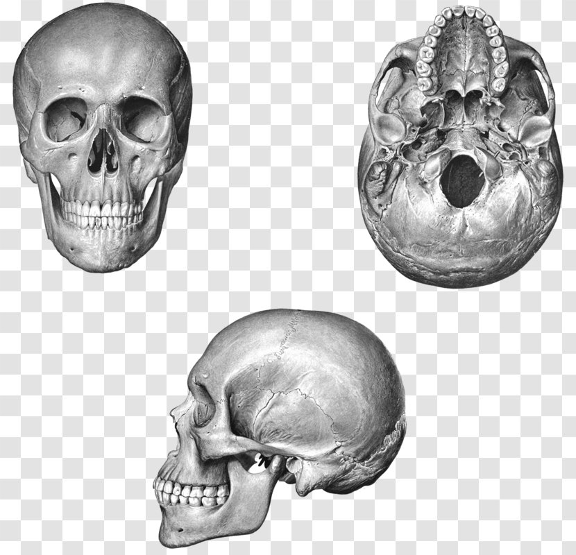 Human Skull Frontal Bone Nose Orbit - Process Transparent PNG