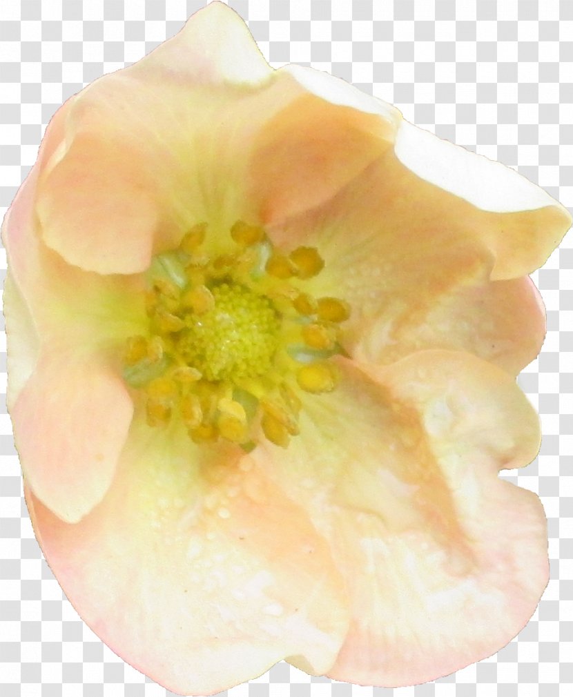 Flower Rosaceae Petal Yellow Peach Transparent PNG