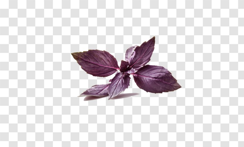 Pesto Dark Opal Basil Thai Cuisine Purple Ruffles Red Rubin Transparent PNG