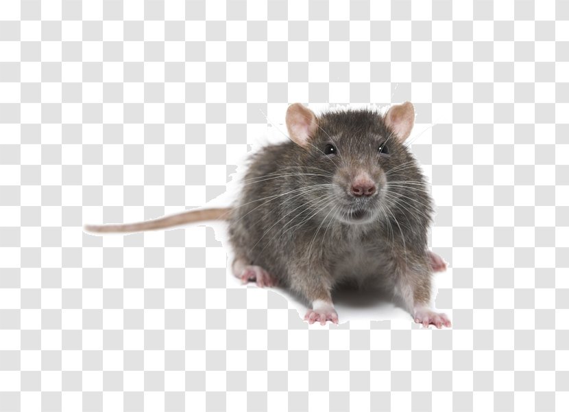 Brown Rat Mouse Rodent Pest Control Black - Gerbil - Stored Product Pests Transparent PNG