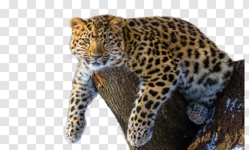 Amur River Leopard Siberian Tiger Felidae Endangered Species Transparent PNG