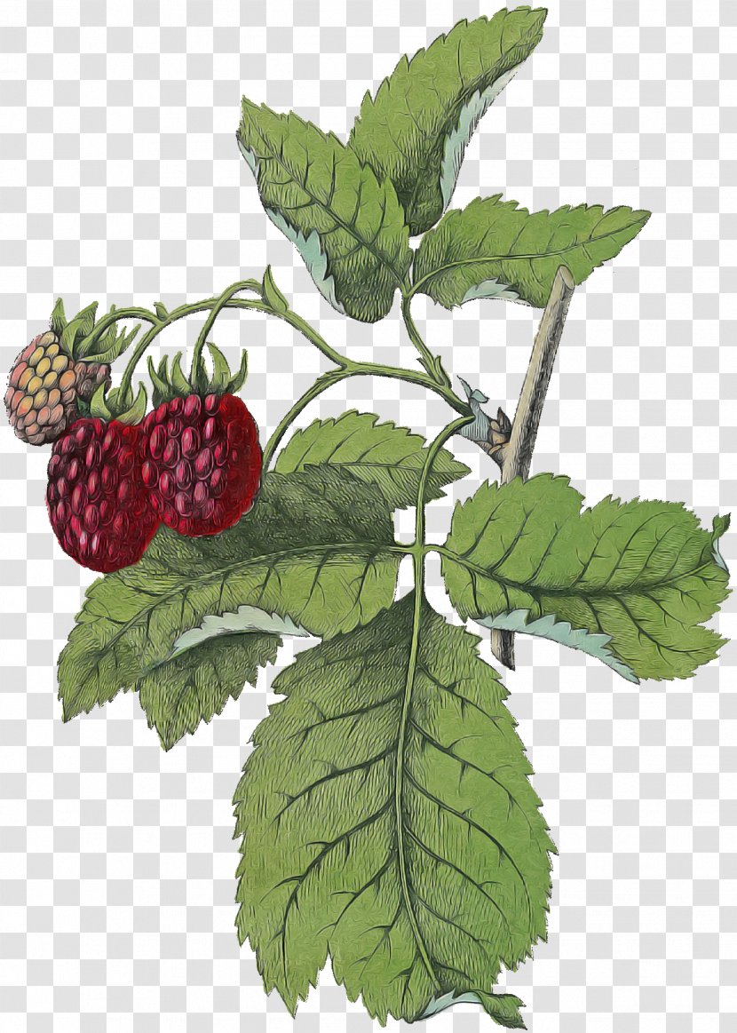Plant Leaf West Indian Raspberry Berry Blackberry - Loganberry - Dewberry Red Mulberry Transparent PNG