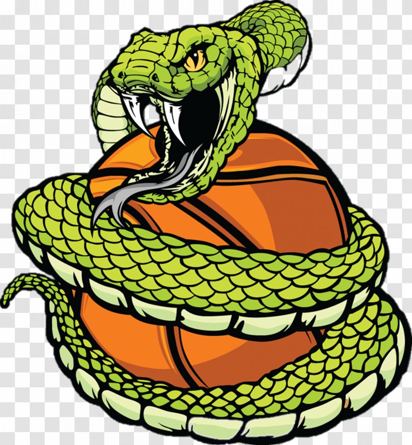 Vipers Snake Baseball Clip Art - Trimeresurus Stejnegeri - Anaconda Transparent PNG