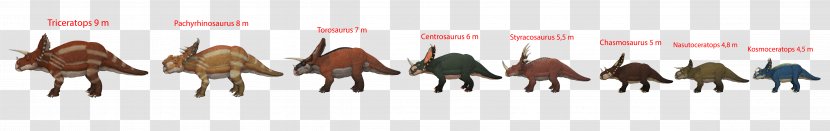 Triceratops Torosaurus Chasmosaurus Horned Dinosaurs Styracosaurus - Dinosaur Transparent PNG