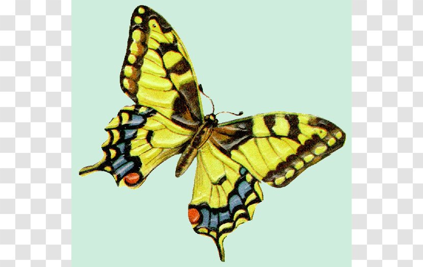 Monarch Butterfly Swallowtail Gardening Clip Art - Glasswing Transparent PNG