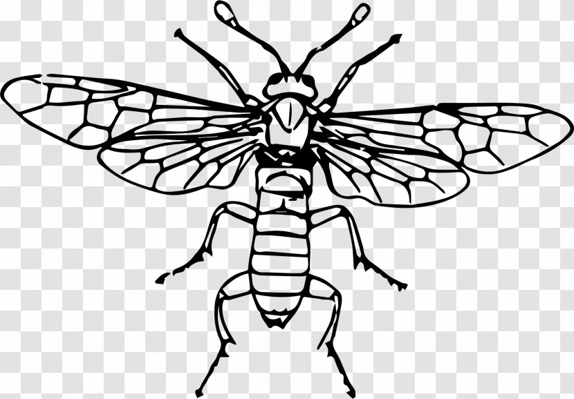 Fly Insect Sawflies Clip Art - Wing Transparent PNG