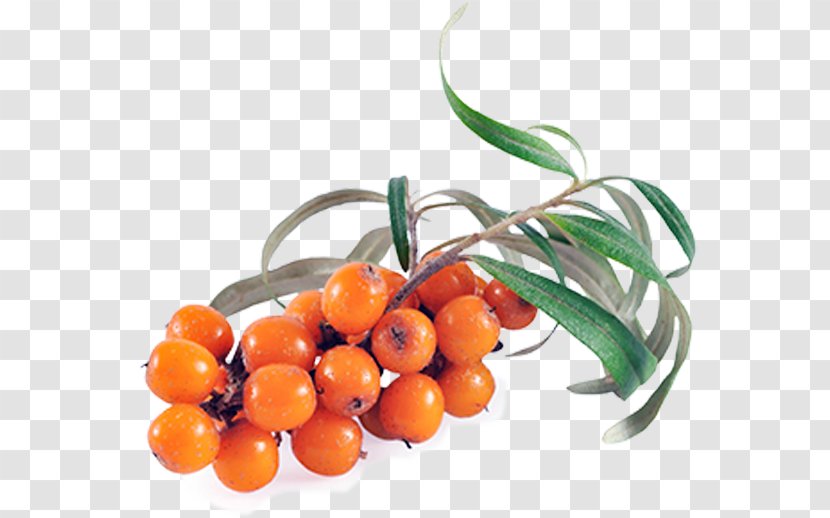 Sea Buckthorn Oil Seaberry Vegetable Health - Ingredient Transparent PNG