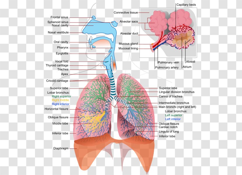 Respiratory Tract System Human Body Breathing Lung - Heart - Trachea Transparent PNG
