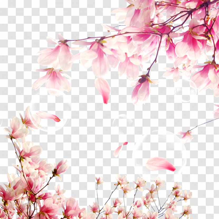 National Cherry Blossom Festival Download - Software - Elements Transparent PNG