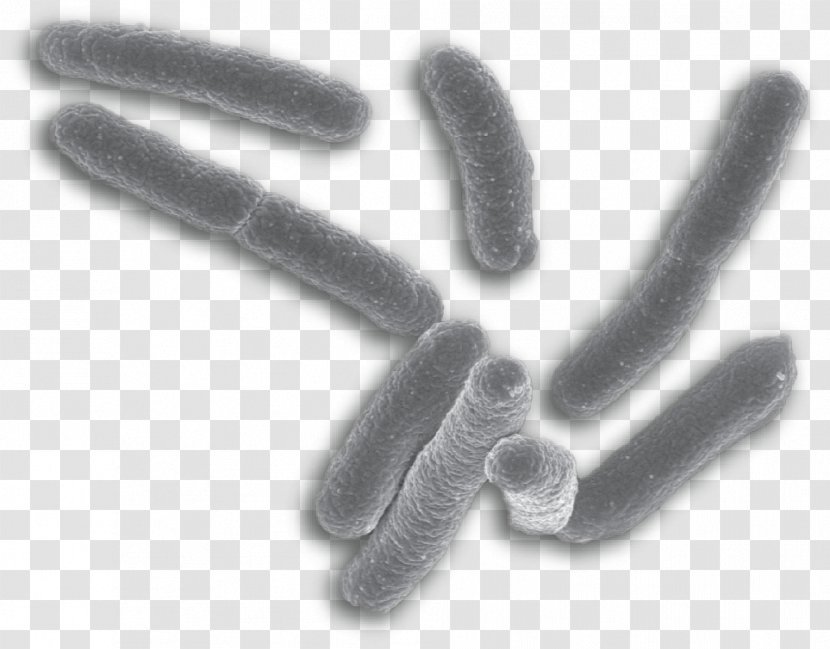 E. Coli Bacteria Mycobacterium Tuberculosis Kingdom Evolution - Escherichia - Characteristics Transparent PNG