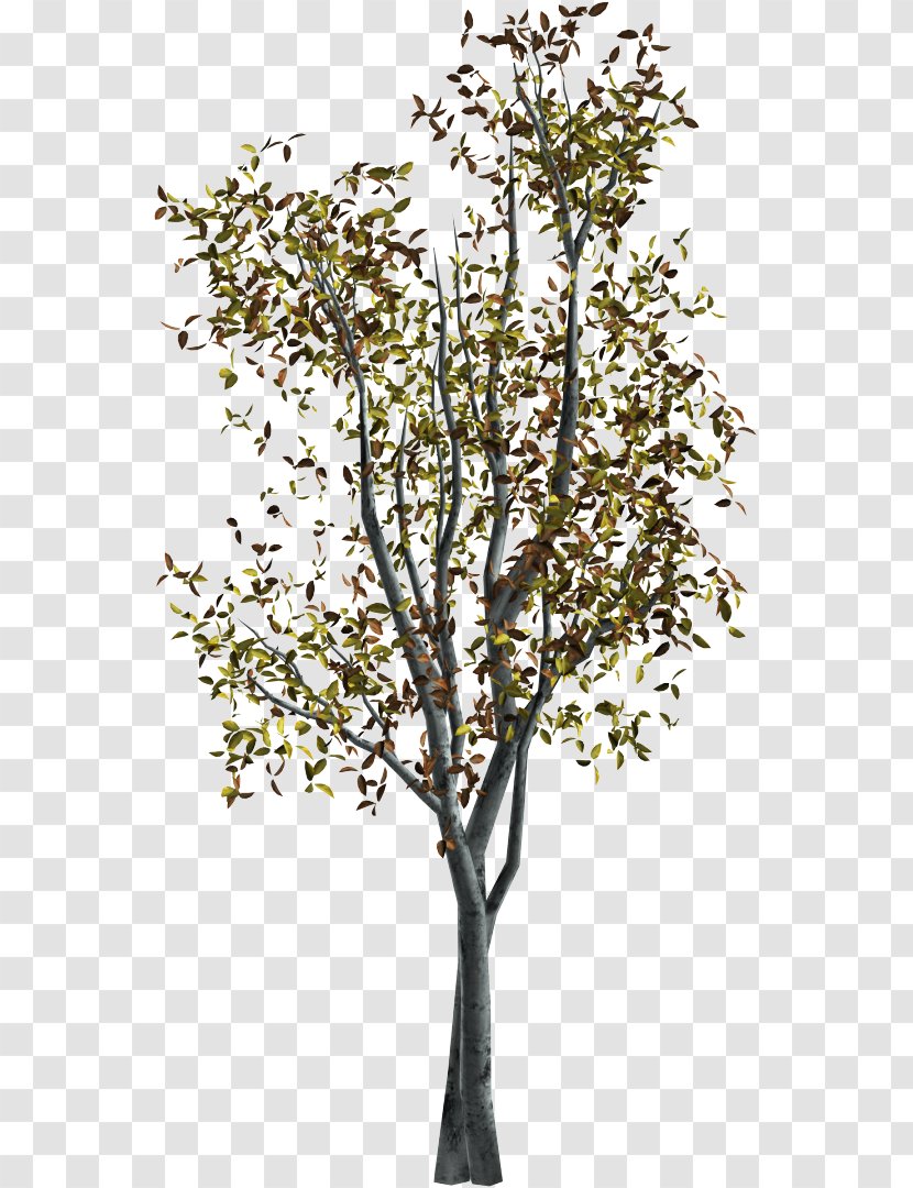 Twig Tree Autumn Clip Art - Woody Plant Transparent PNG