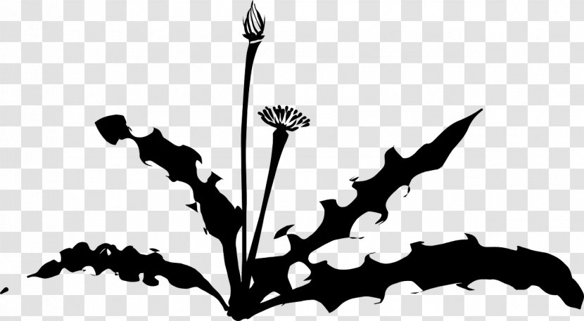 Dandelion Drawing Clip Art - Public Domain Transparent PNG