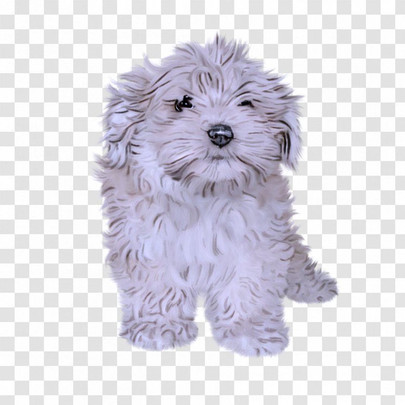 Dog Puppy Maltese Havanese Schnoodle Transparent PNG