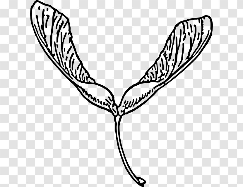 Clip Art Biology Clipart Drawing Line Image - Plant - Wing Transparent PNG