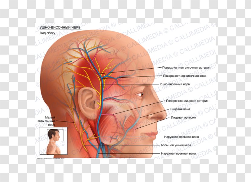 Superficial Temporal Artery Auriculotemporal Nerve Anatomy - Silhouette Transparent PNG