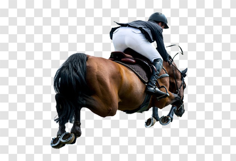 Horse Equestrian Stock Photography Show Jumping Royalty-free - Bridle Transparent PNG