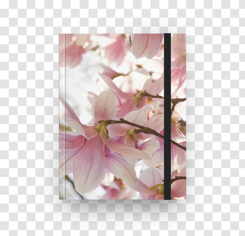 Floral Design Flower Cherry Blossom Petal Transparent PNG
