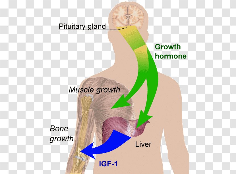 Growth Hormone Therapy Peptide Human Development - Tree - Cartoon Transparent PNG