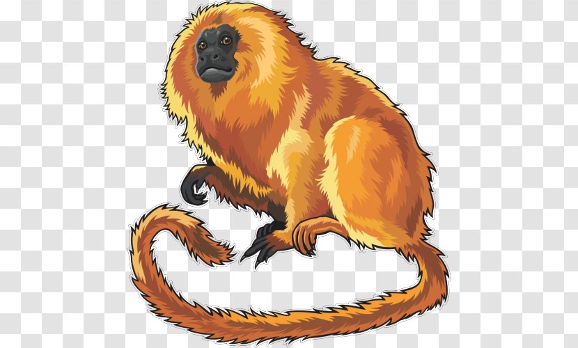 Golden Lion Tamarin Tiger Felidae Clip Art Transparent PNG