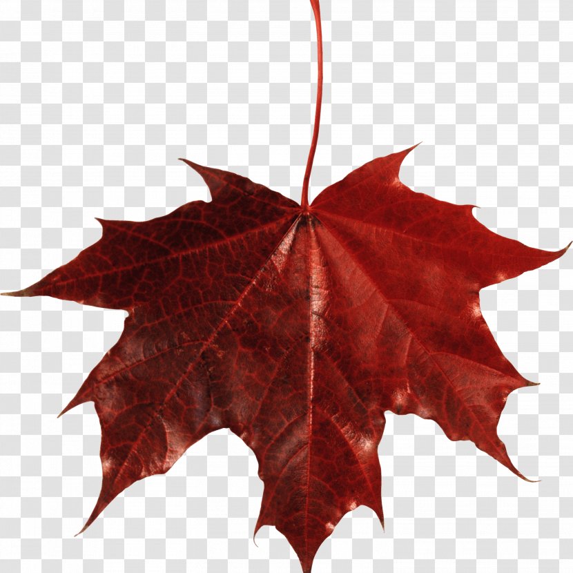 Maple Leaf Autumn Color - Symmetry Transparent PNG