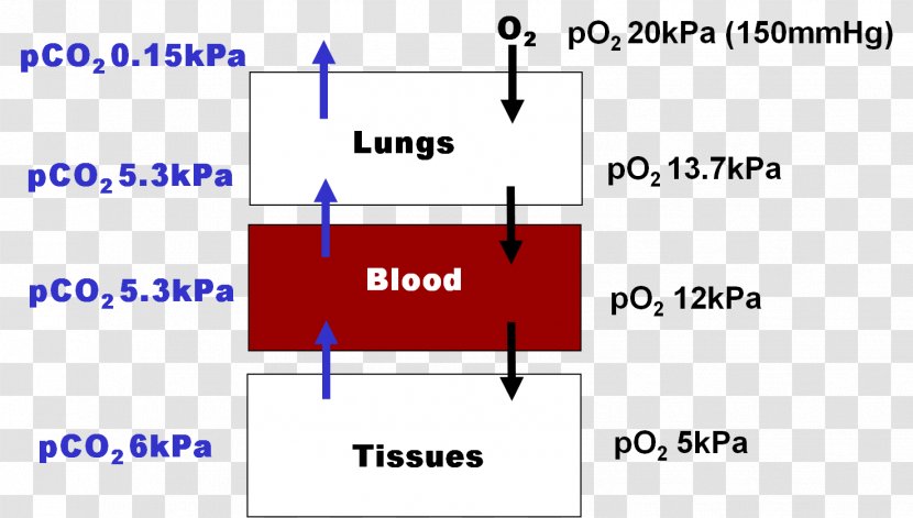 Hemoglobin Molecular Binding Cellular Respiration Protein Lung - Proteins Transparent PNG