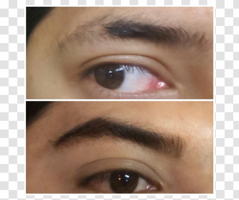 Eyelash Eye Shadow Eyebrow Liner Cosmetics - Brow Transparent PNG