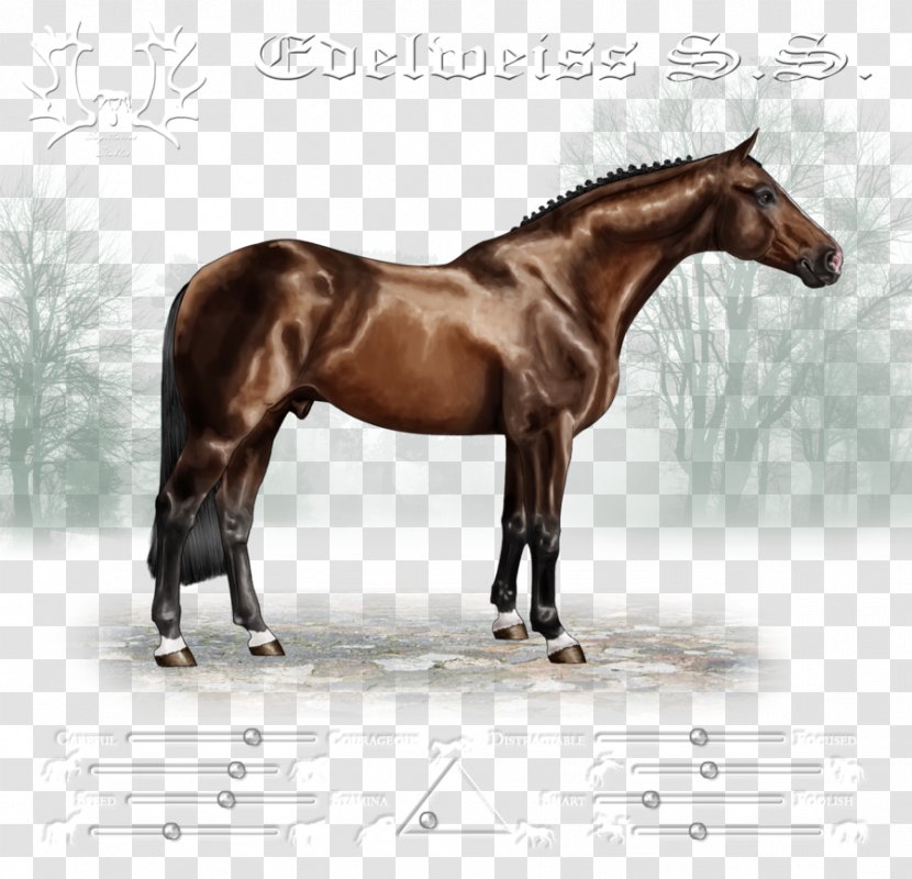 Stallion Mustang Halter Mare Rein - Horse Transparent PNG