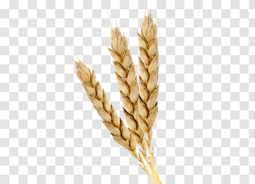 Emmer Einkorn Wheat Cereal Germ Oil - Food Grain - Hyun Transparent PNG
